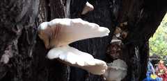 Pleurotus