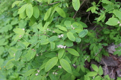 Lonicera nigra