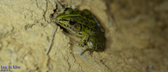 Pelophylax nigromaculatus