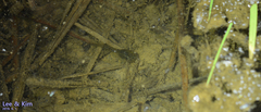 Hyla japonica