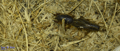 Gryllotalpa orientalis