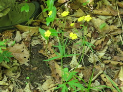Ranunculus japonicus