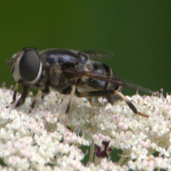 Eristalis saxorum