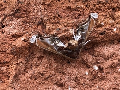 Eutelia pulcherrimus