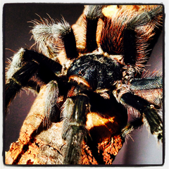 Dugesiella anitahoffmannae