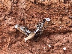 Eutelia pulcherrimus