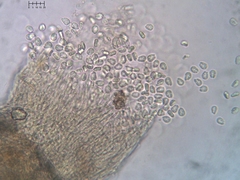 Hyalotrochophora lignatilis