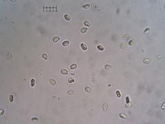 Hyalotrochophora lignatilis