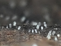 Hyalotrochophora lignatilis