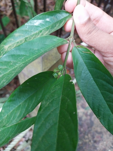 Urophyllum hirsutum observed 2024-07-14