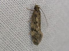 Barea phaeomochla