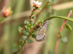 Aeolocosma iridozona