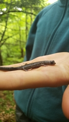 Plethodon wehrlei
