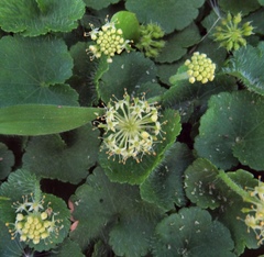 Hydrocotyle bonplandii
