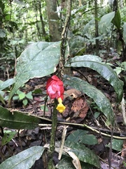Drymonia coccinea