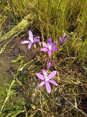 Brodiaea minor
