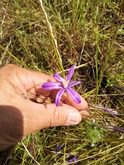 Brodiaea minor