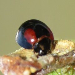 Arawana arizonica