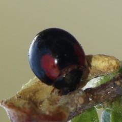 Arawana arizonica