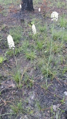 Stenanthium densum image
