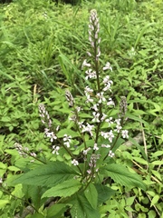 Iodanthus pinnatifidus