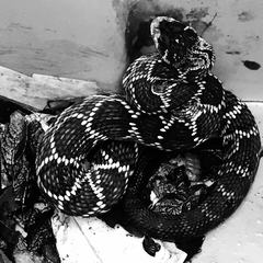 Crotalus molossus nigrescens