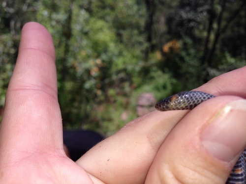 Highland Earth Snake
