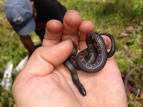 Highland Earth Snake