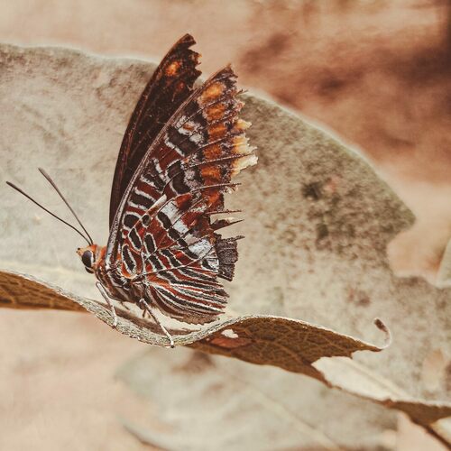 Cream-bordered Charaxes