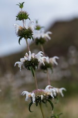 Monarda pectinata