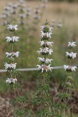 Monarda pectinata