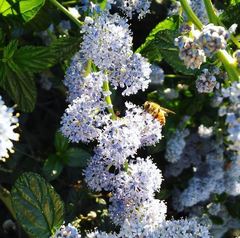 Apis mellifera