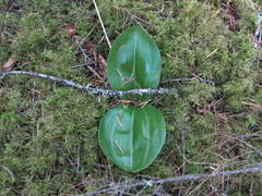 Platanthera orbiculata
