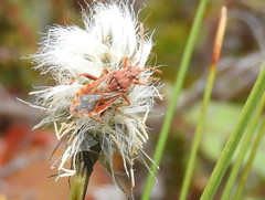 Stictopleurus knighti
