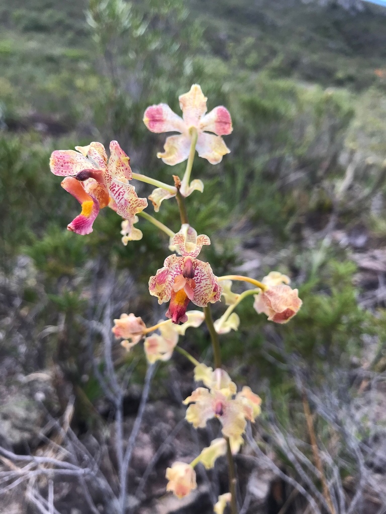 Cyrtopodium cipoense