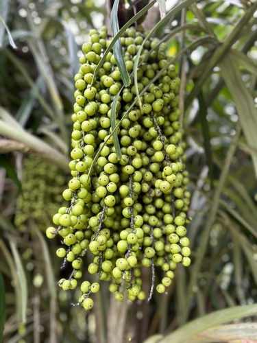 Arenga tremula observed 2024-06-02