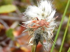 Stictopleurus knighti