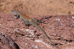 Aspidoscelis xanthonotus