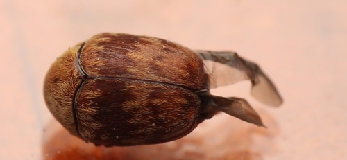 Ditropidus, 2024-02-03