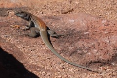 Aspidoscelis xanthonotus