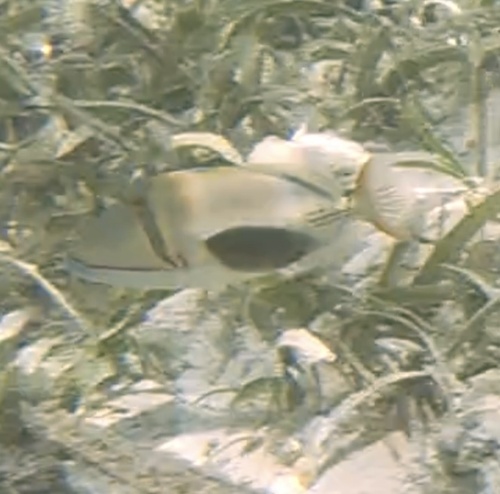 Blackpatch Triggerfish (Rhinecanthus verrucosus)