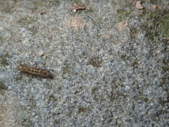 Isotomurus palustris