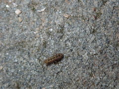 Isotomurus palustris