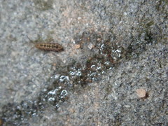 Isotomurus palustris