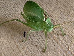 Paracyrtophyllus robustus