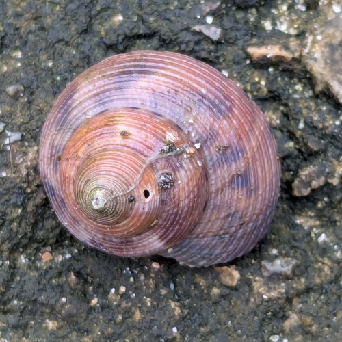 Calliostoma unicum, 2024-07-14