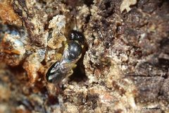 Euryglossina storeyi