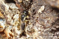 Euryglossina storeyi