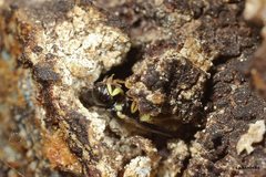 Euryglossina storeyi