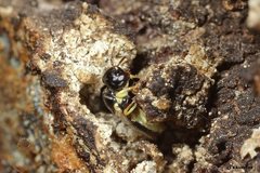 Euryglossina storeyi